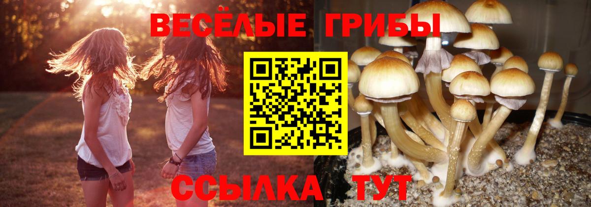 Псилоцибиновые грибы прущие грибы Полысаево